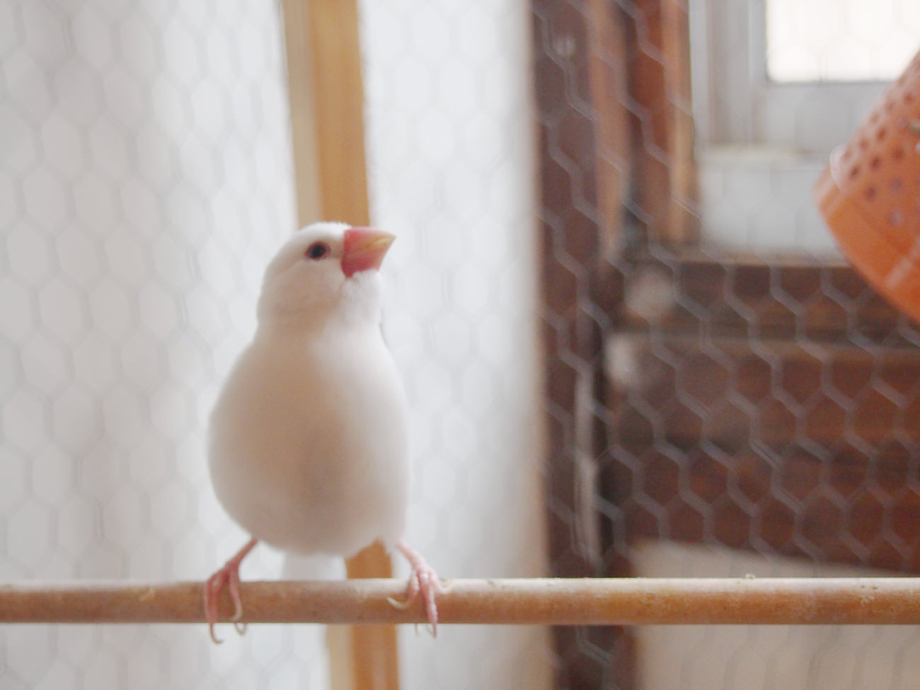 HAGISO改築中から住む文鳥のうちの一羽「シロ」