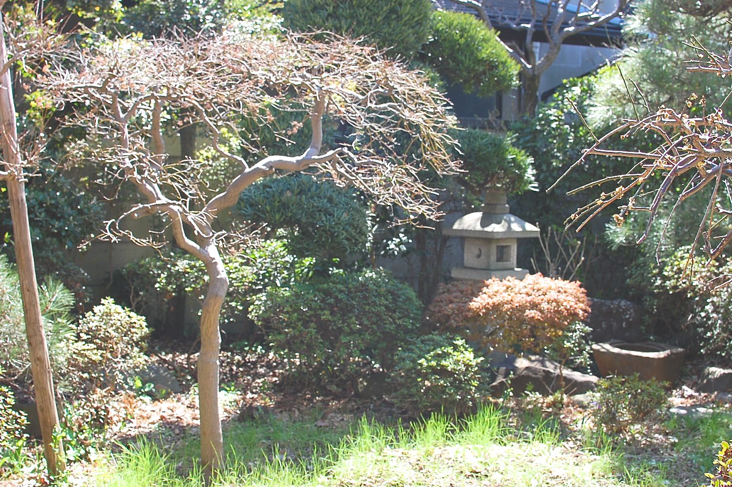 庭