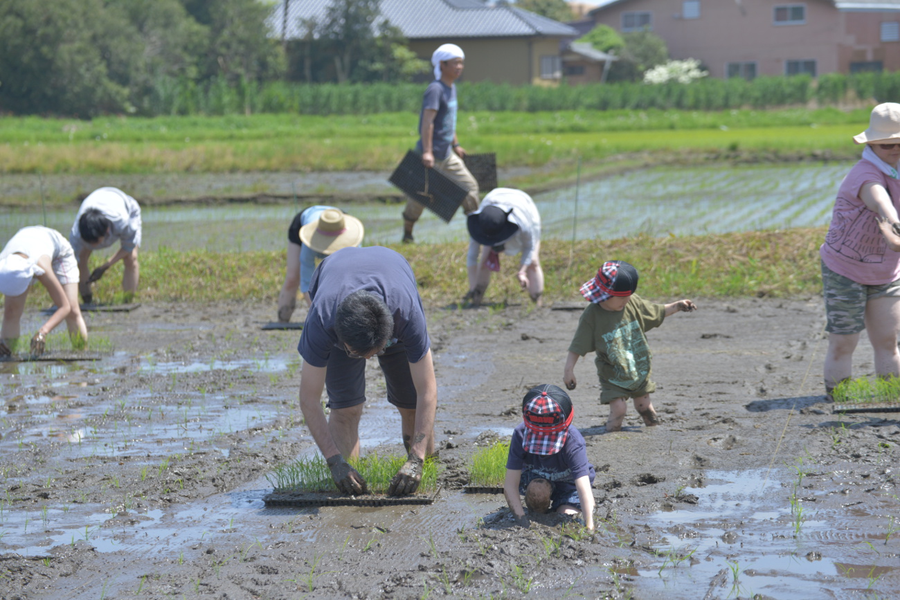 父と子で田植え
