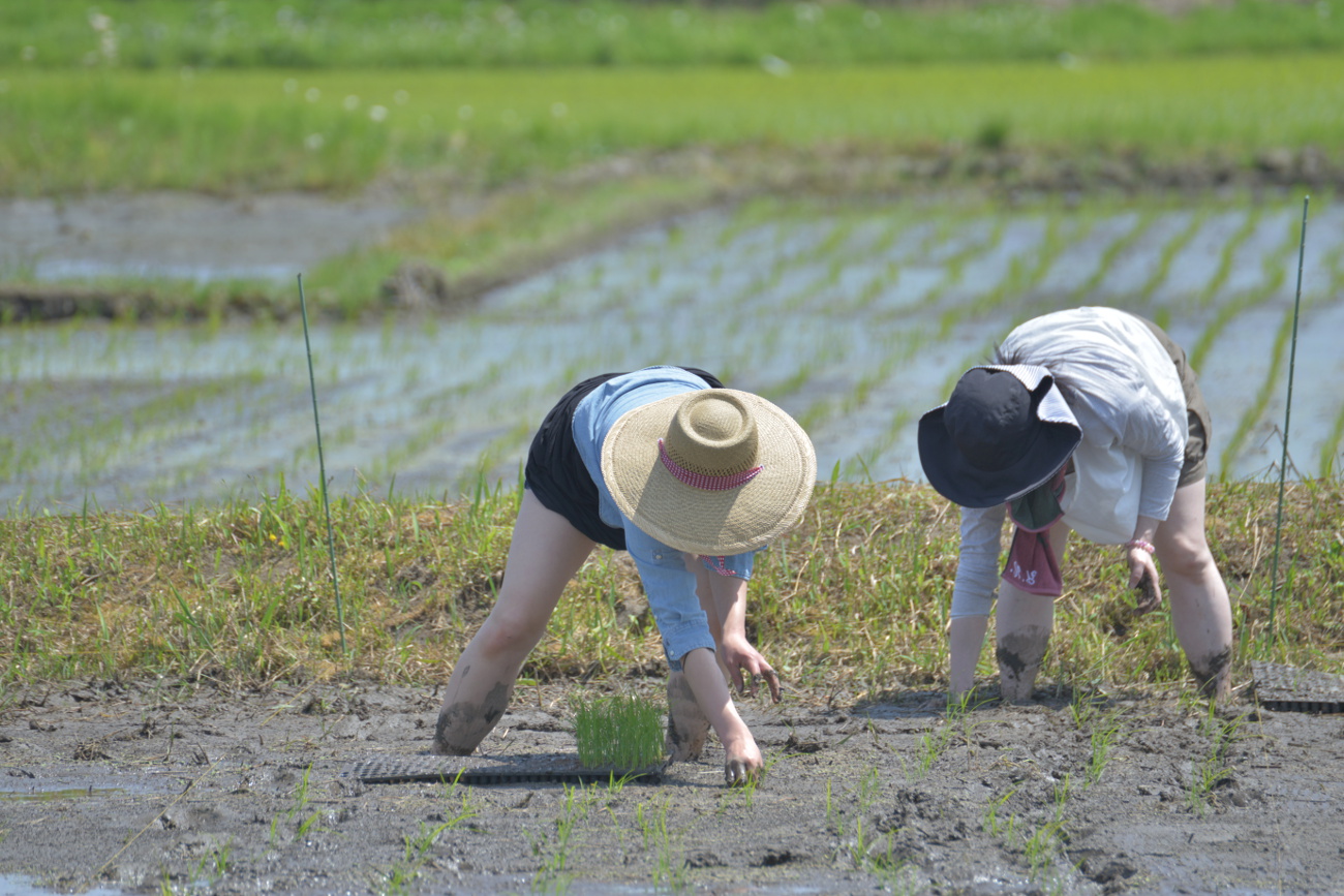 田植えをする女性2人