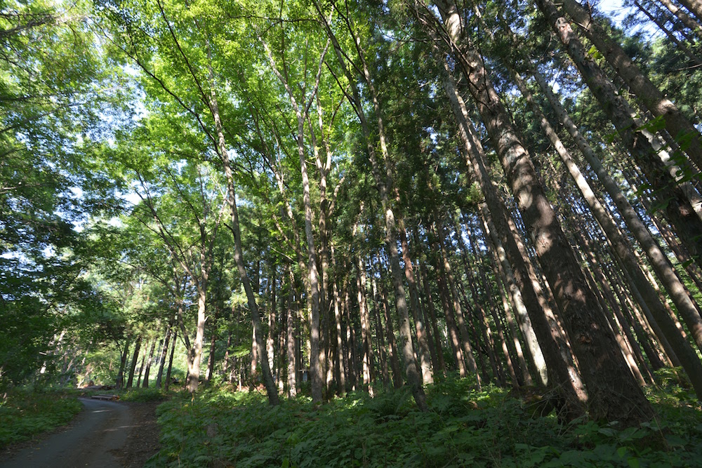 「馬搬の森」伊勢崎さんが手入れをした区域は、光が差し込んで美しい景色に変わっている
