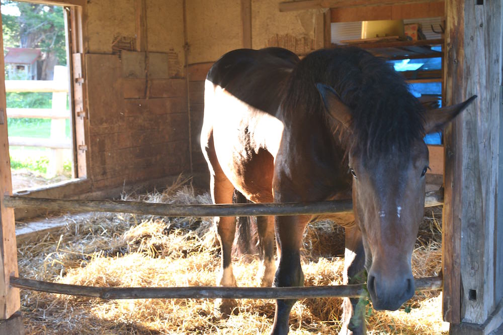 伊勢崎さんの馬のテラ