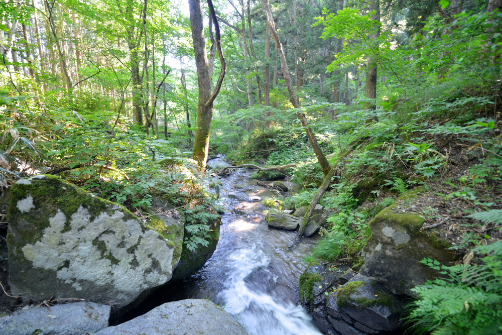遠野の山