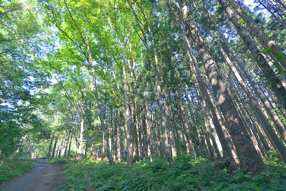 岩手県遠野市の森