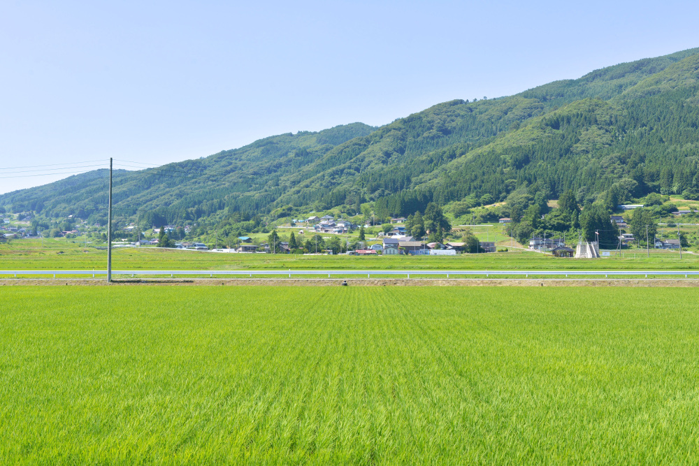 遠野の田んぼ