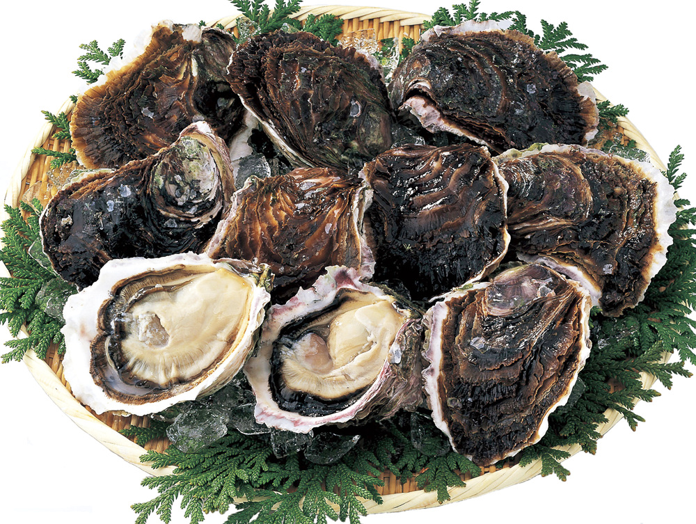 海士町でとれる岩牡蠣