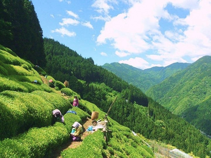 長野県天龍村・中井侍のお茶畑