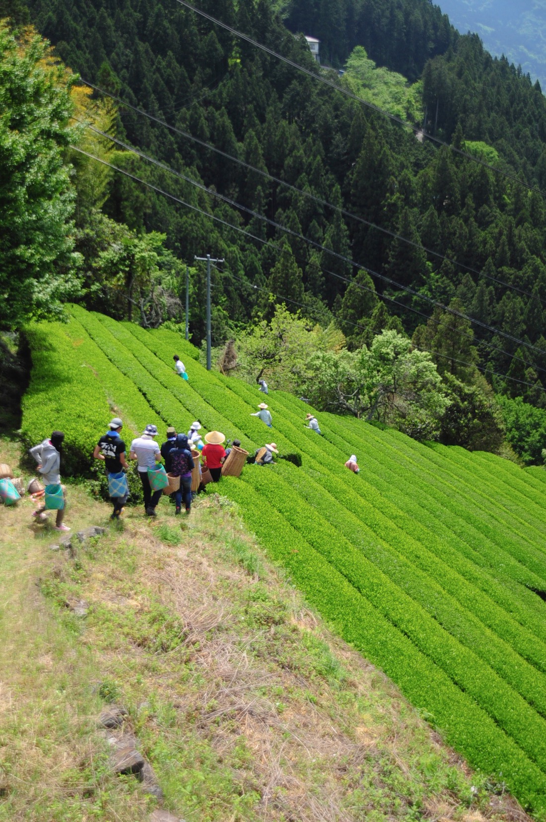 長野県天龍村・中井侍のお茶畑