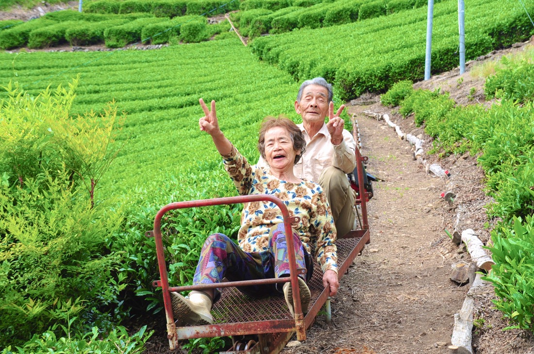 長野県天龍村・中井侍のお茶畑