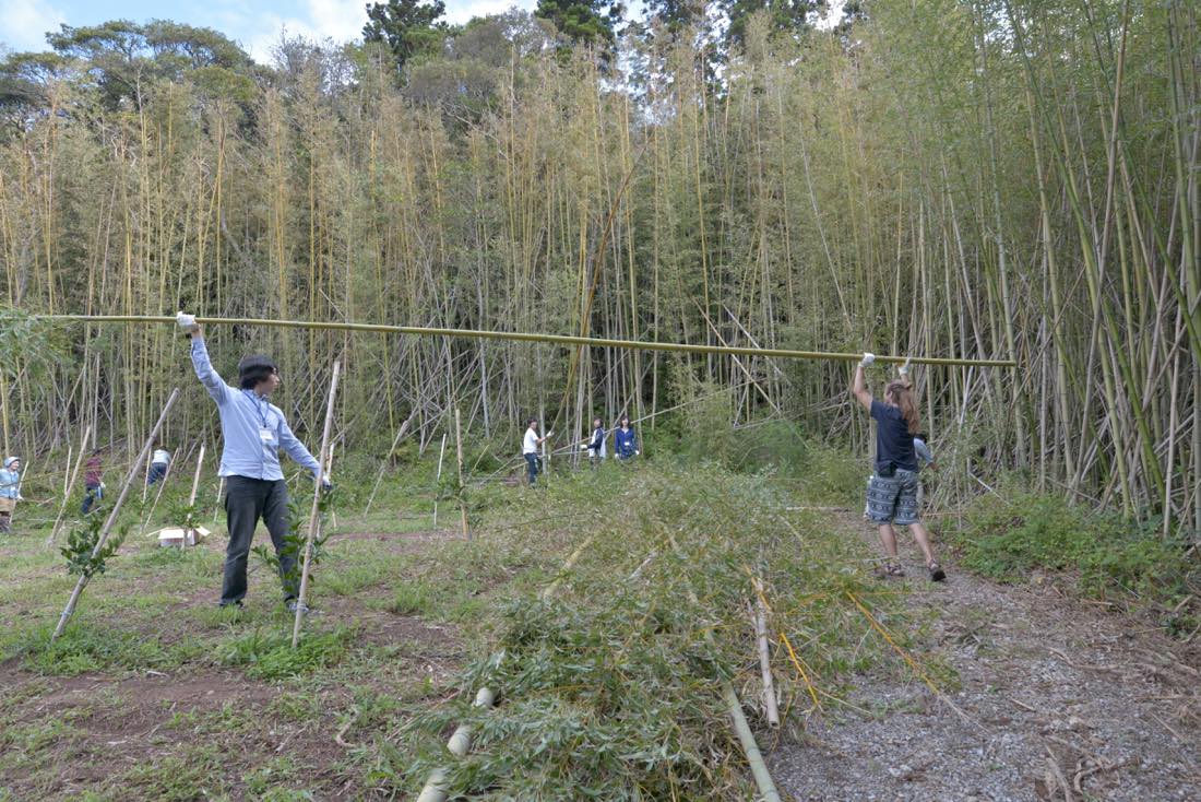 竹を刈る学生たち