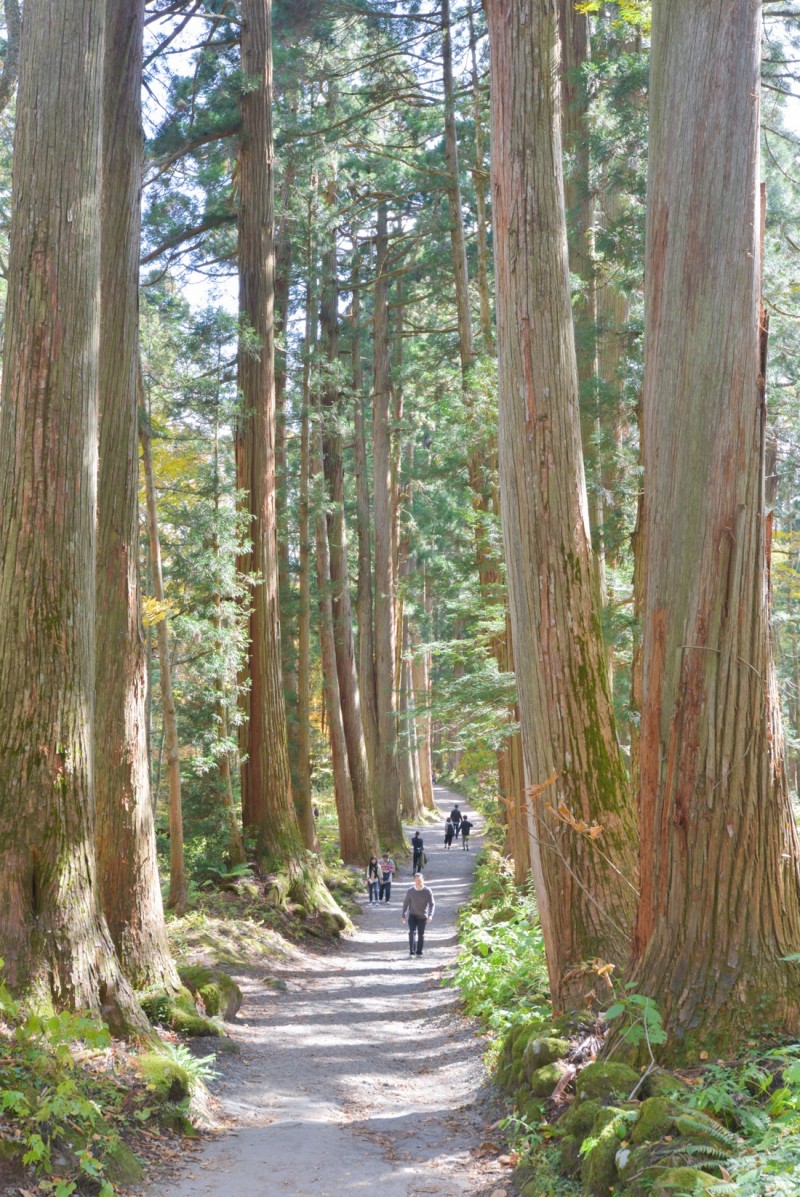 戸隠神社の参道 戸隠神社の参道を歩く