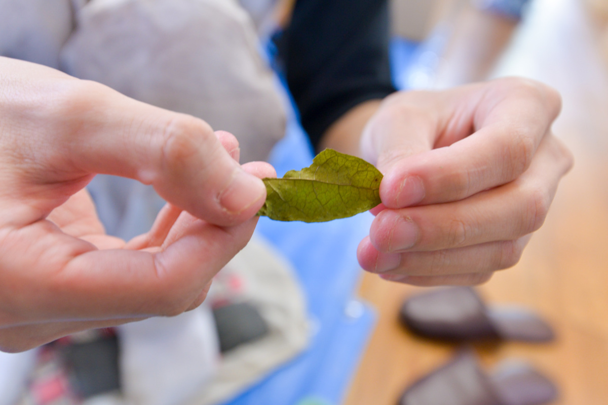ふくぎ茶の茶葉