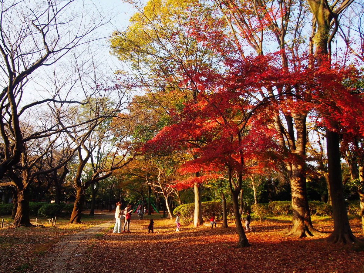 善福寺公園のようす
