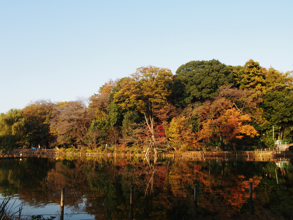 善福寺公園