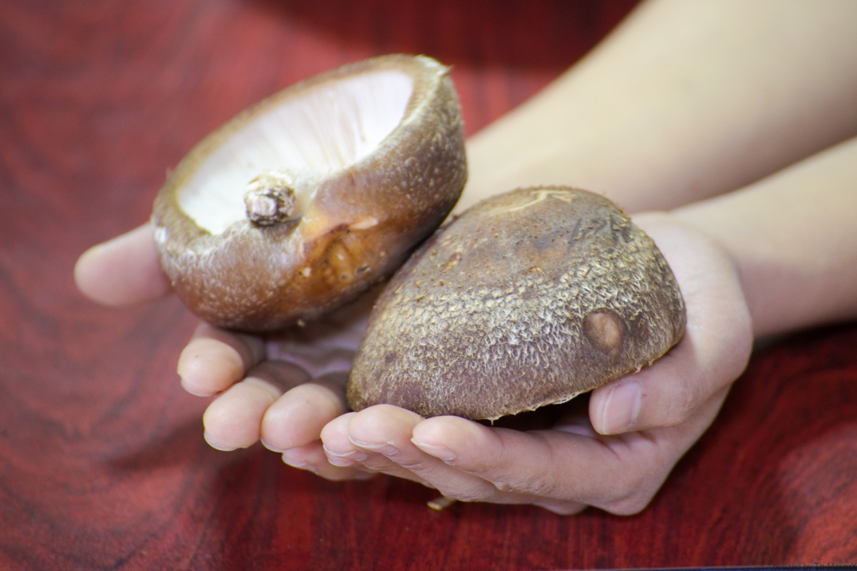 原木椎茸を手にのせる