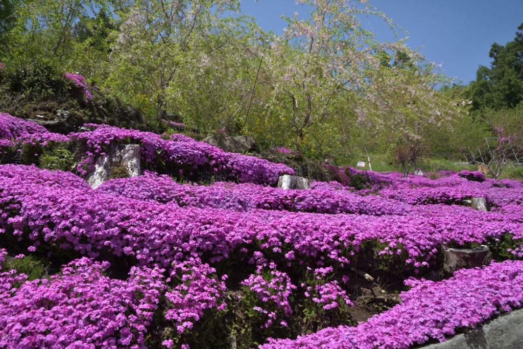 編集部が訪れた4月半ばは、一面に芝桜が咲いていました