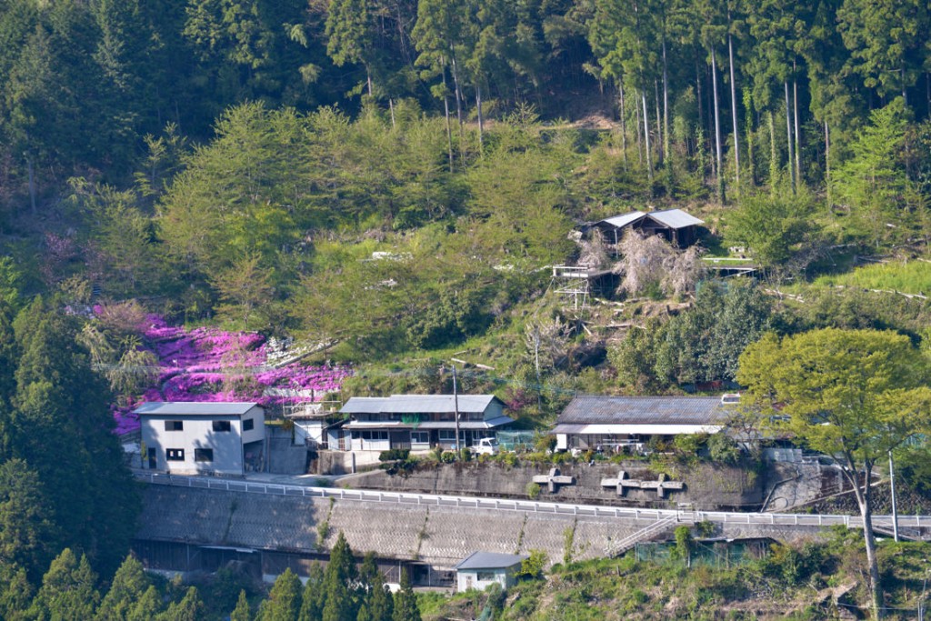 向かいの山から見ると桜の樹々がハート型に見える。ピンク色の芝桜の右上辺りです